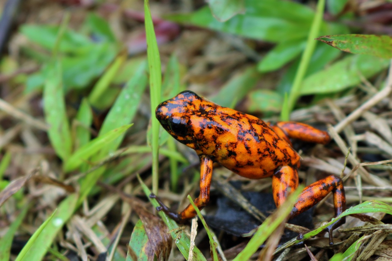 Synchronicity Earth's grant for threatened amphibians